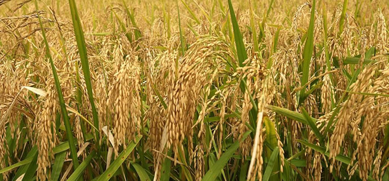 समर्थन मूल्यमा धान विक्रि नहुँदा किसान मारमा