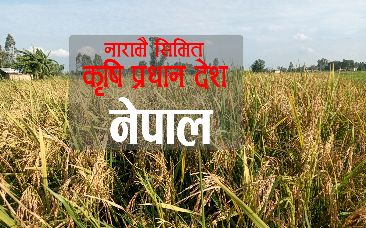 १० महिनामा भित्रियो ६४ अर्बभन्दा बढीको धान, चामल, मकै र गहुँ