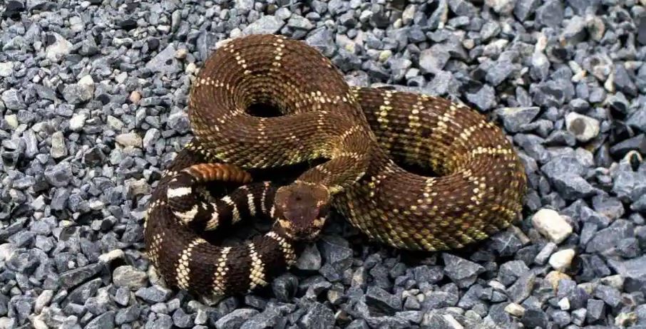 जलवायु परिवर्तनले पृथ्वीमा असर गरेपनि यो प्राणीलाई भएकाे छ फाइदा