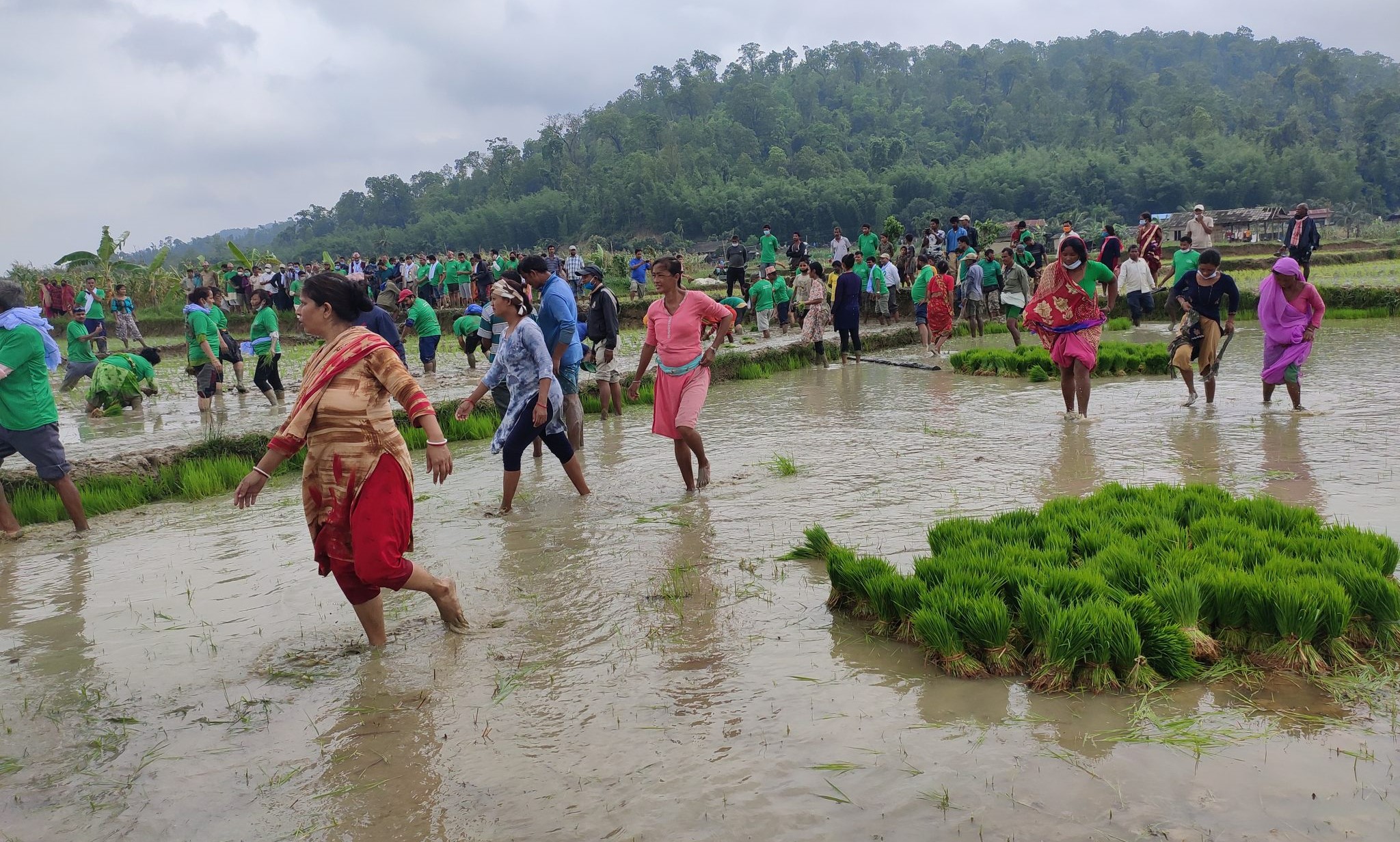 आज असार १५, राष्ट्रिय धान दिवस तथा दहिचिउरा खाने दिन