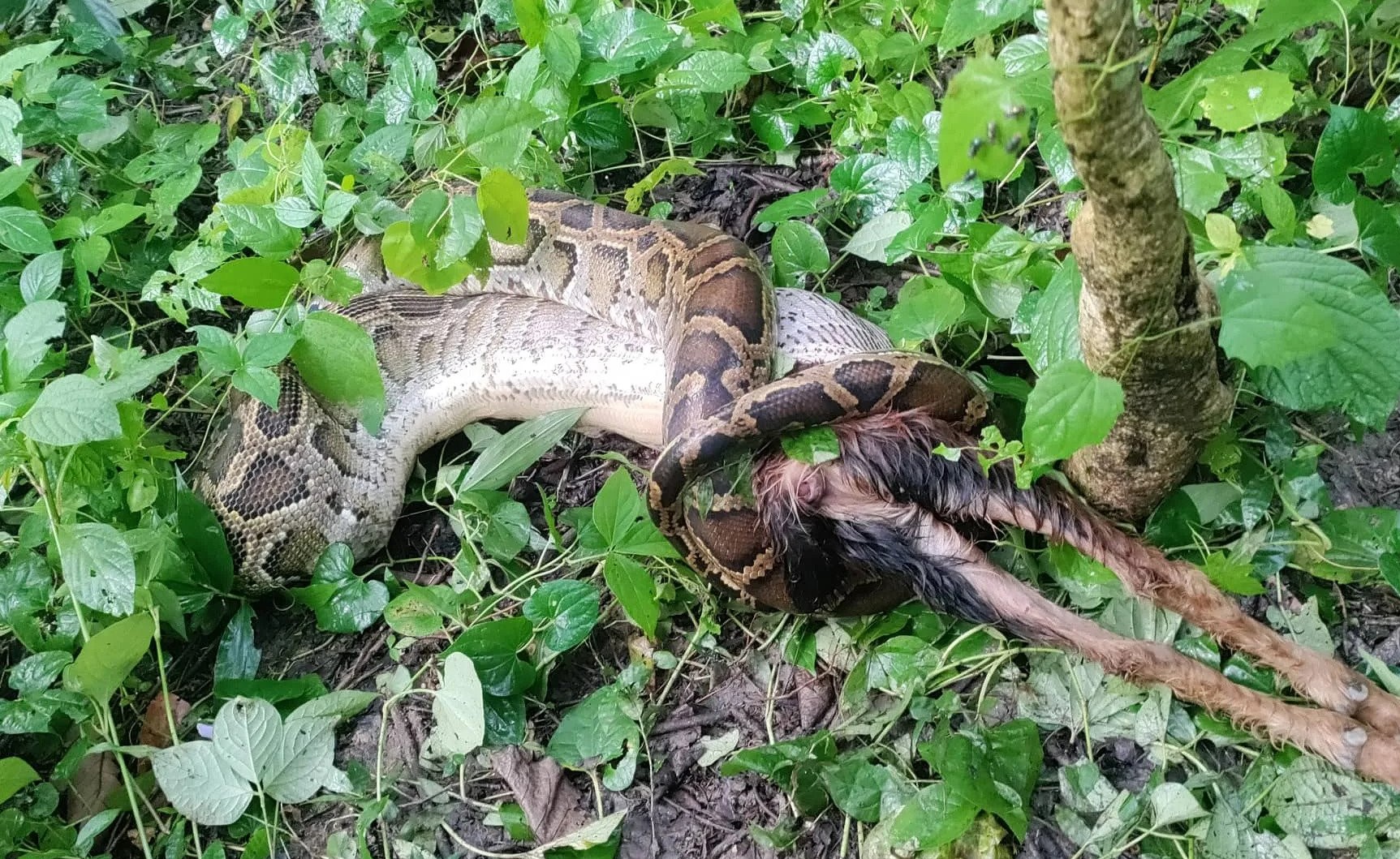 उदयपुरमा अजिङ्गरले जिउदै बाख्रा खायो